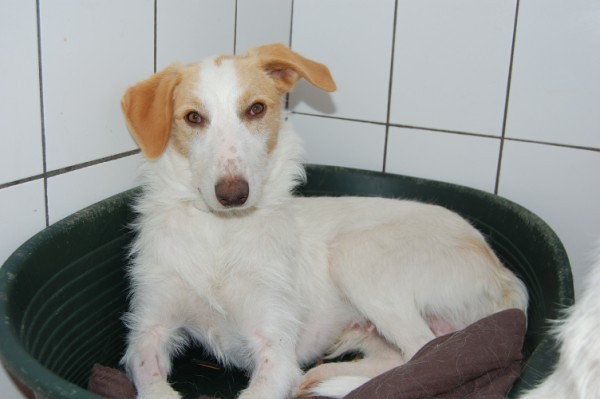 *REGGIO (julio 2009), perrito de tamaño grande en adopcion, un juguete roto más. Es muy miedoso, necesita un adoptante especial que le ayude a confiar. PROA Madrid (Solo en adopcion en la comunidad de Madrid) (PE) 4798887932_f48ccafb14_z