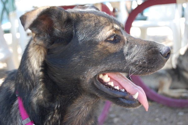 *TRAVIS (octubre 2002),perrito de tamaño grande en adopcion, un superviviente de Chinchón. quieres conocerlo?? PROA Madrid (Solo en adopcion en la comunidad de Madrid) (PE) 4798384999_afa672df4c_z