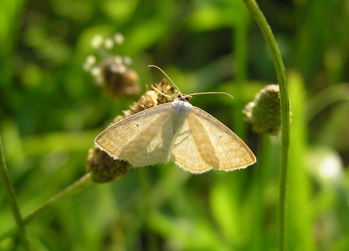 Scopula immutata - Lesser Cream Wave - Acidalie des pâturages - Aout 09