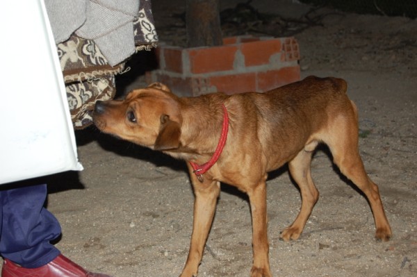 *ADOPTADO!!! RON (febrero 2005), perrito mestizo de tamaño pequeño en adopcion, un buenazo que busca familia. Solo en adopcion en la comunidad de Madrid. PROA Madrid (PE) 4798361795_3d9b756b6a_z