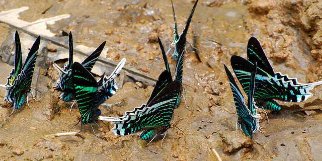 Una selva poblada de criaturas “extrañas” en Ecuador 5396703628_98d841f970_z