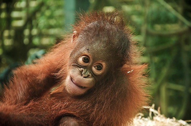 Petit orang outan de Beauval 5316642697_dbce1488f4_z