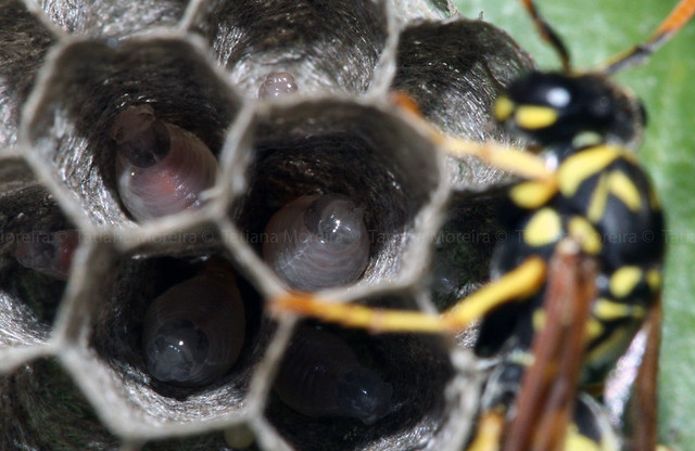 Polistes dominula 5640724161_52c5849c61_z