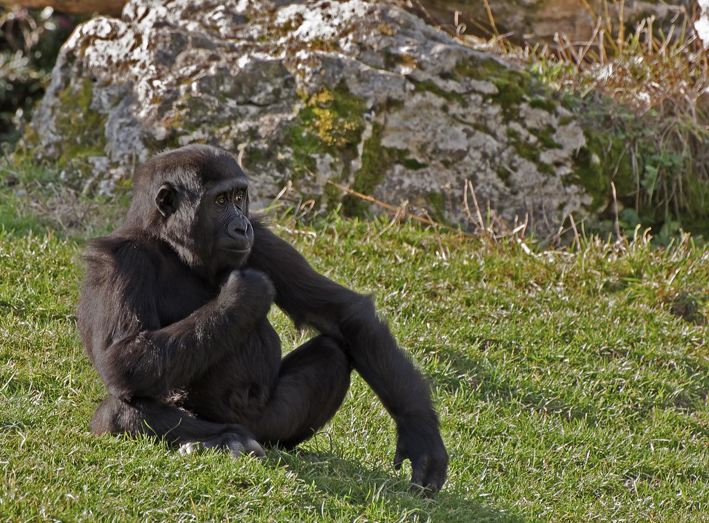 Beauval - 1ère avec le 70 300 (les singes) 5425708939_86237a9979_b