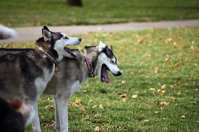 Florida Huskies and the NEW addition 9/5/13 - Page 2 5577817287_e47615ba31_z