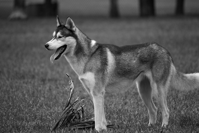 Florida Huskies and the NEW addition 9/5/13 - Page 2 5751109361_321c1f7ab6_z