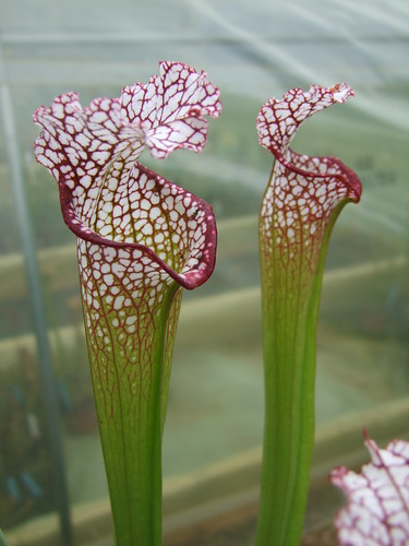 Sarracenia et dionaea pour une fois... 5747426480_95db9f116b