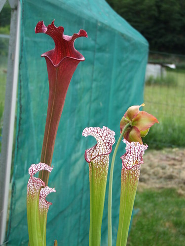 Sarracenia et dionaea pour une fois... 5747523432_5d8b8d0245