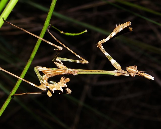 Empusa pennata 5646124668_72f080b953_z