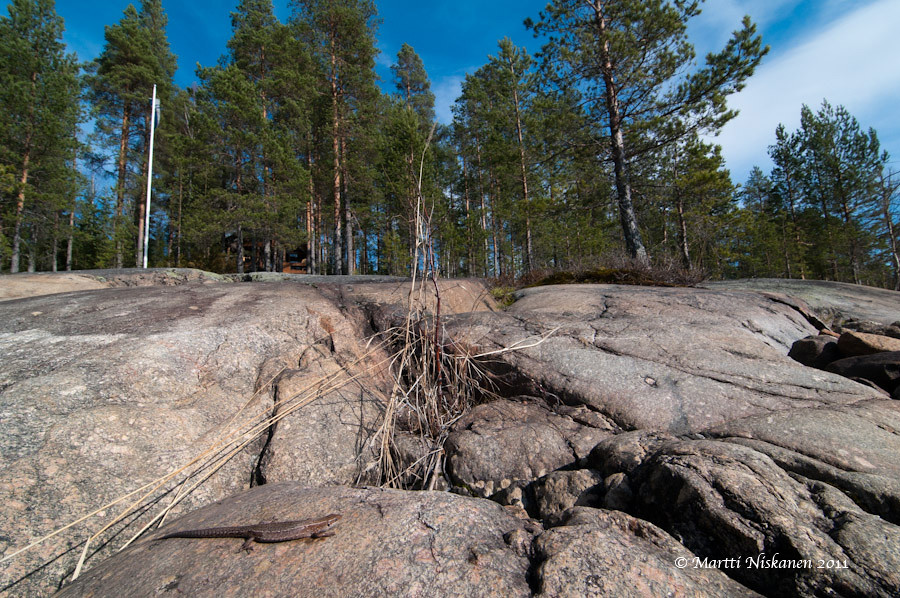 More finnish herps, including overwintering gone wrong 5657506664_4efe4c68c1_b