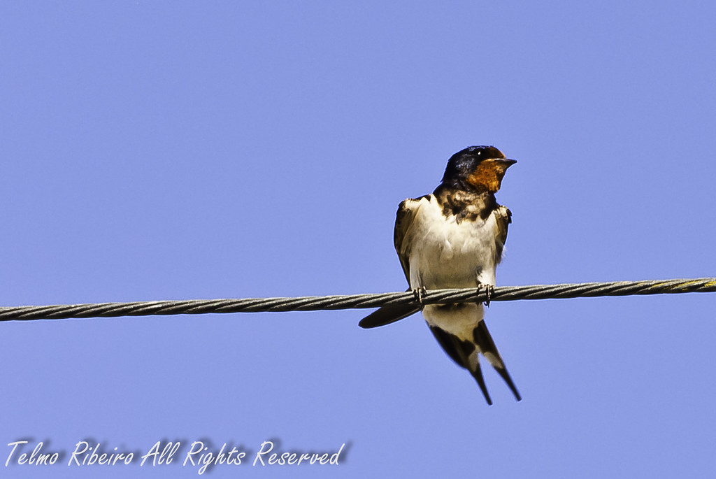 Hirundo rustica 5740561655_2f15c6fd7b_b