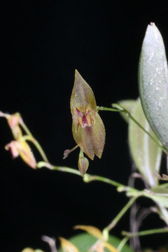 Lepanthes aeora 5497597669_1e792efd1b