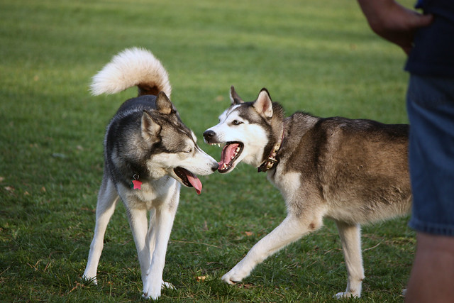 Florida Huskies and the NEW addition 9/5/13 - Page 2 5577828103_a2cfc81c44_z