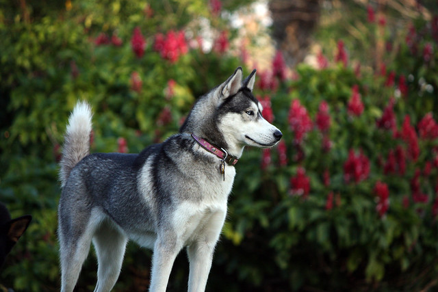 Florida Huskies and the NEW addition 9/5/13 5513772820_fcb7b2cd12_z