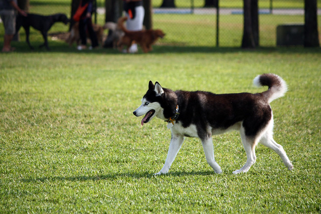 Florida Huskies and the NEW addition 9/5/13 - Page 2 5578395416_50753eafbf_z