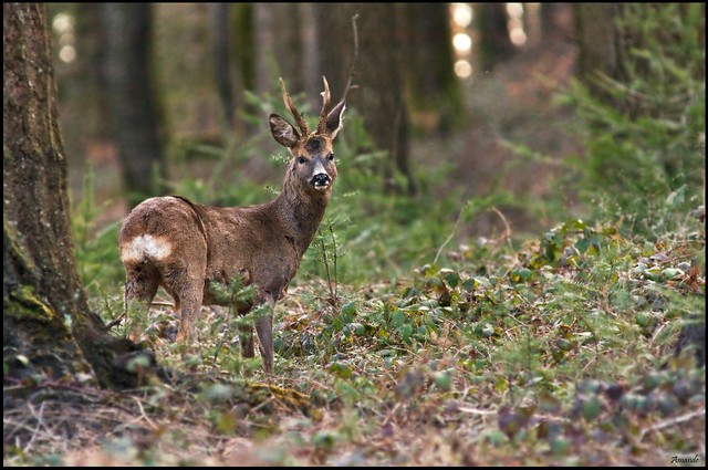 Le petit Prince de la forêt... 5581385417_8faf769b68_z