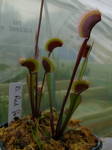 Sarracenia et dionaea pour une fois... 5747280364_7fca32b472