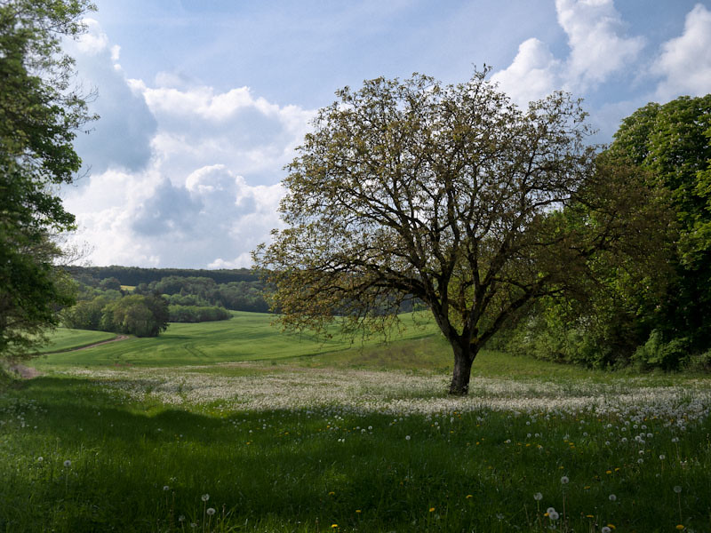 L'arbre et le vallon  5740276858_a874e8034b_b