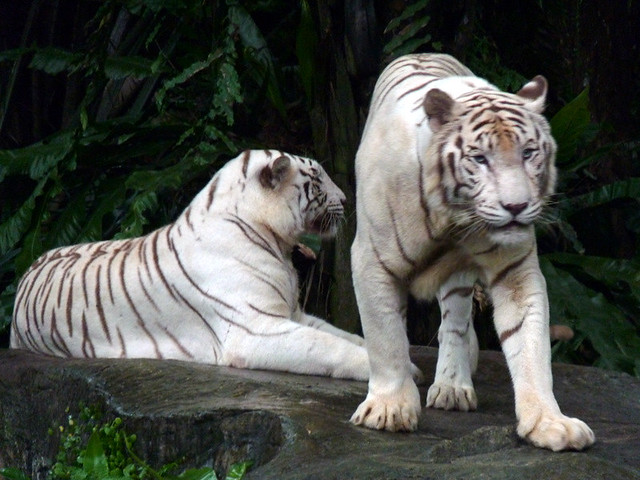 Zoo de Singapour 5346712888_6ce2c793bf_z