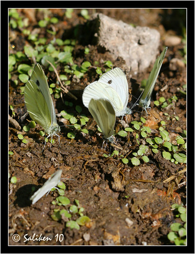 Mariposas