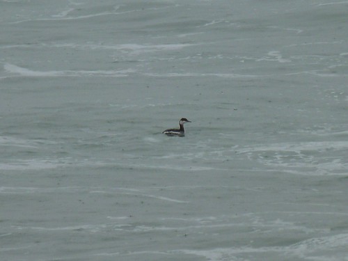 Mergulhão-de-pescoço-castanho (Podiceps auritus) em Peniche 5445303599_1248a37aa6