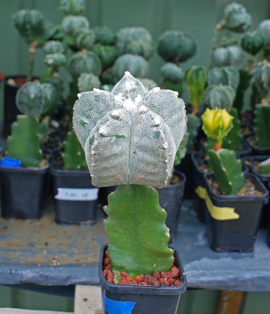 Astrophytum Cultivars