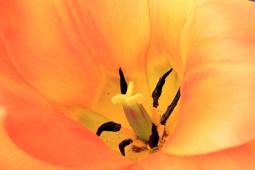 Who likes tulips?? 5601185494_ea7da7dbe2