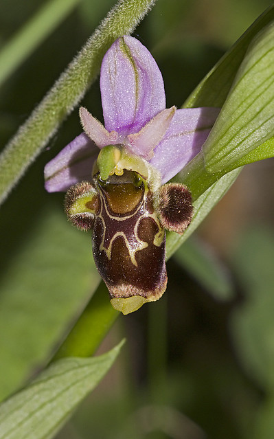 aranifera x scolopax ? 5673615035_73f1c060ca_z