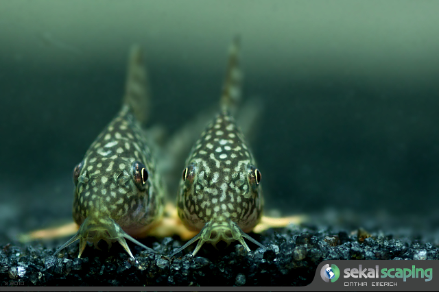 Corydoras sterbai 5227150252_4945ee34aa_o