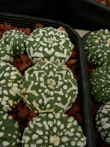 cacti 032