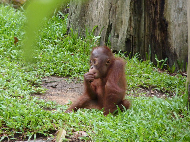 Zoo de Singapour 5346714070_575b829c21_z