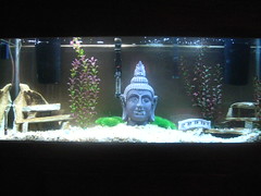 A DIY fish lover and other peoples junk turned into his treasure  5258307544_c2fe283f9b_m