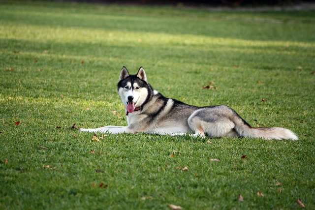 Florida Huskies and the NEW addition 9/5/13 - Page 2 5577824863_06ef4655b5_z