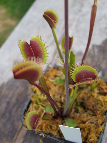 Sarracenia et dionaea pour une fois... 5746743541_c4fa8024e4