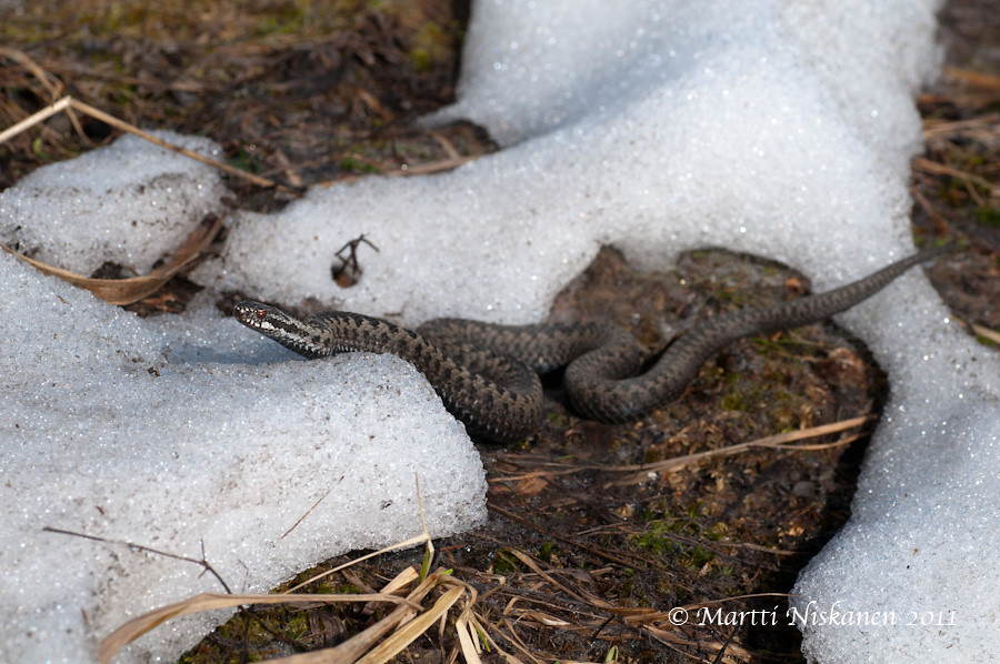 Finnish adders 5621081553_156845ea1e_b