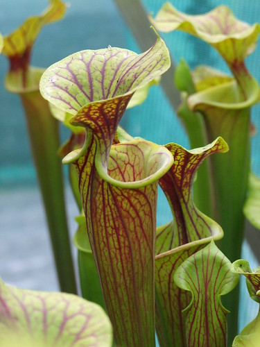 Sarracenia et dionaea pour une fois... 5746957937_6313a74918