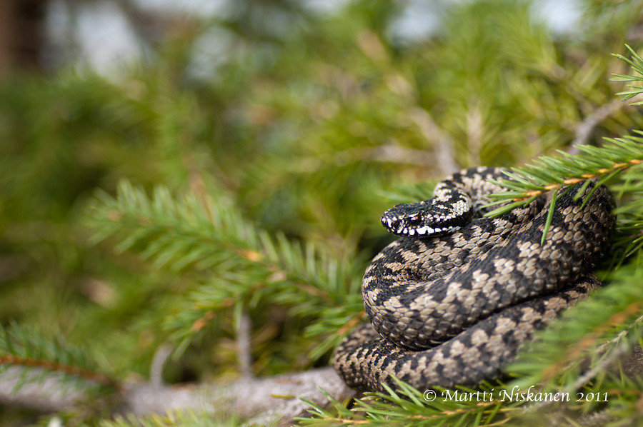 Finnish adders 5621669230_da63ba6ddd_b