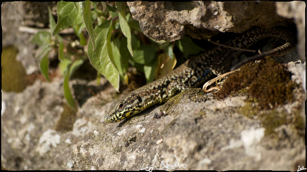 Petit lézard dans son trou 5741278434_fbb2d6d22b_b