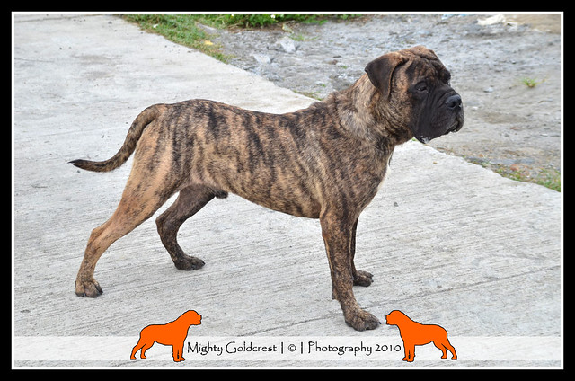 Mighty Goldcrest Bullmastiff - Page 3 5251590094_6aefd5c69a_z