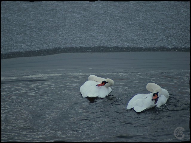 Lac des cygnes 5287697742_c83bf2e2c1_z