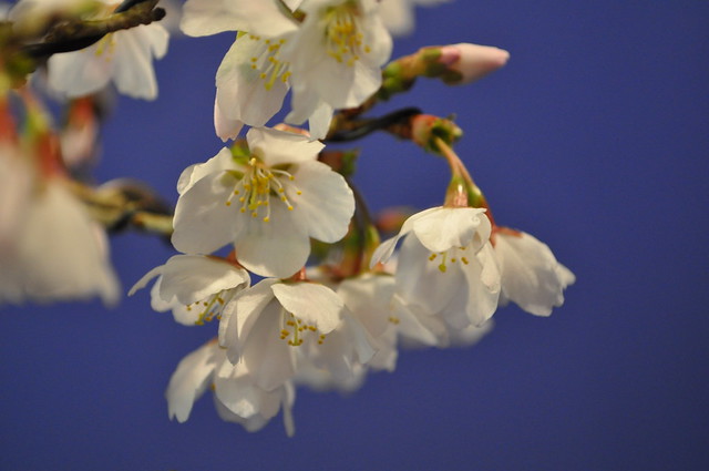 Fuji Cherry in Flower 5485544492_73305c2570_z