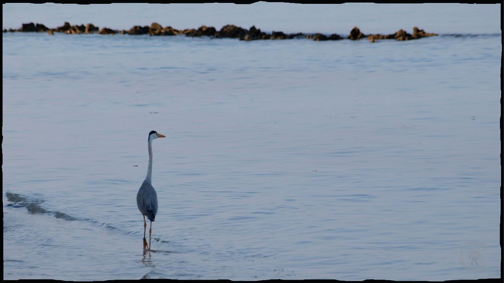 Heron des mers 5483734654_f90b568322_b