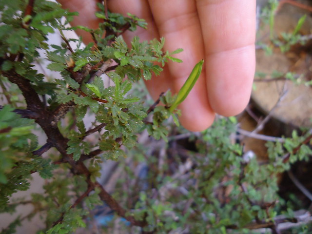 Bonsai : Aventura no Sertão de Pernambuco - Brasil 5538215583_a9e700fd8c_z