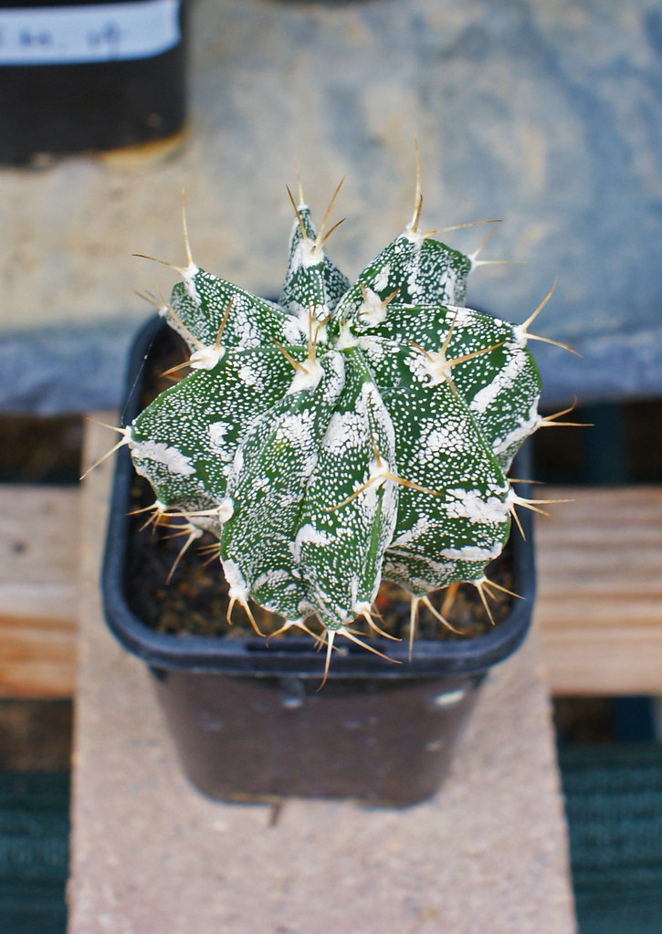Astrophytum Cultivars