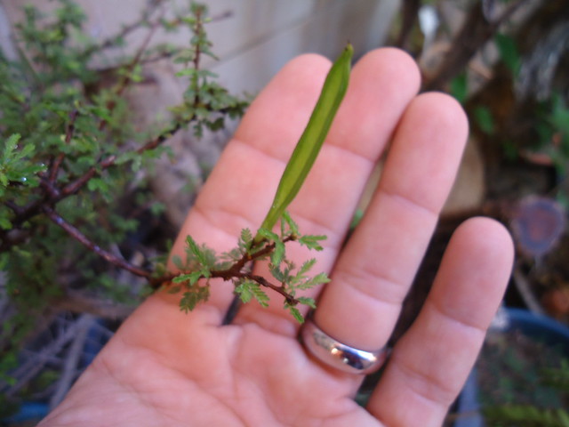 Bonsai : Aventura no Sertão de Pernambuco - Brasil 5538788774_cf22c403c9_z