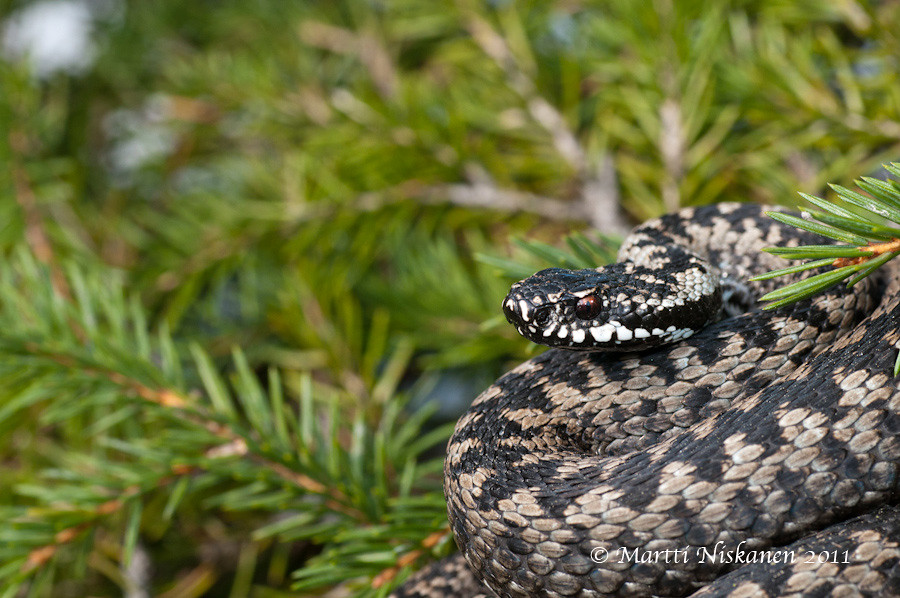 Finnish adders 5621080957_bca79fa938_b