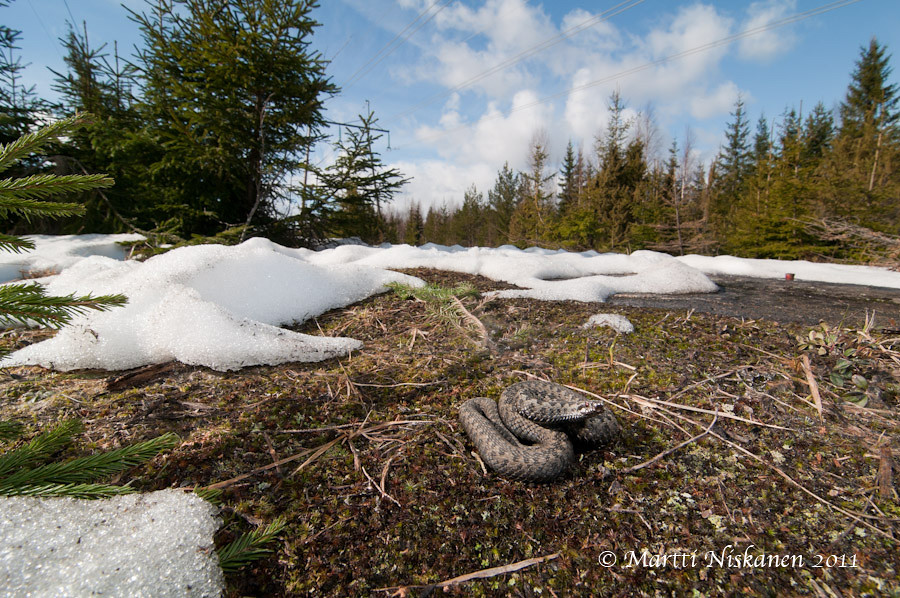 Finnish adders 5621081693_c21696a712_b