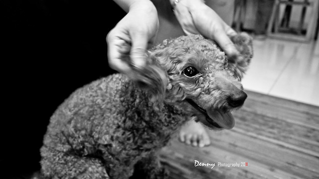 "Gary", The Poodle 5682203599_47f5949280_z