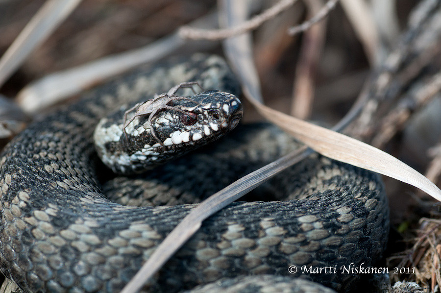 Finnish adders 5621081437_5fb4239cd7_b