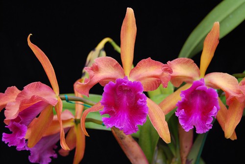 Cattleya Luminosa 6936510688_8cc9aee57c